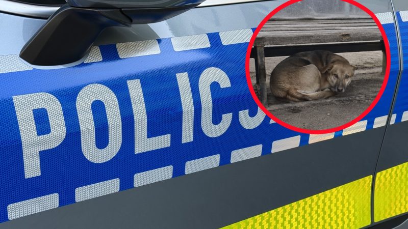 Porzucony pies w centrum Suchej Beskidzkiej. Sprawą zajęła się policja