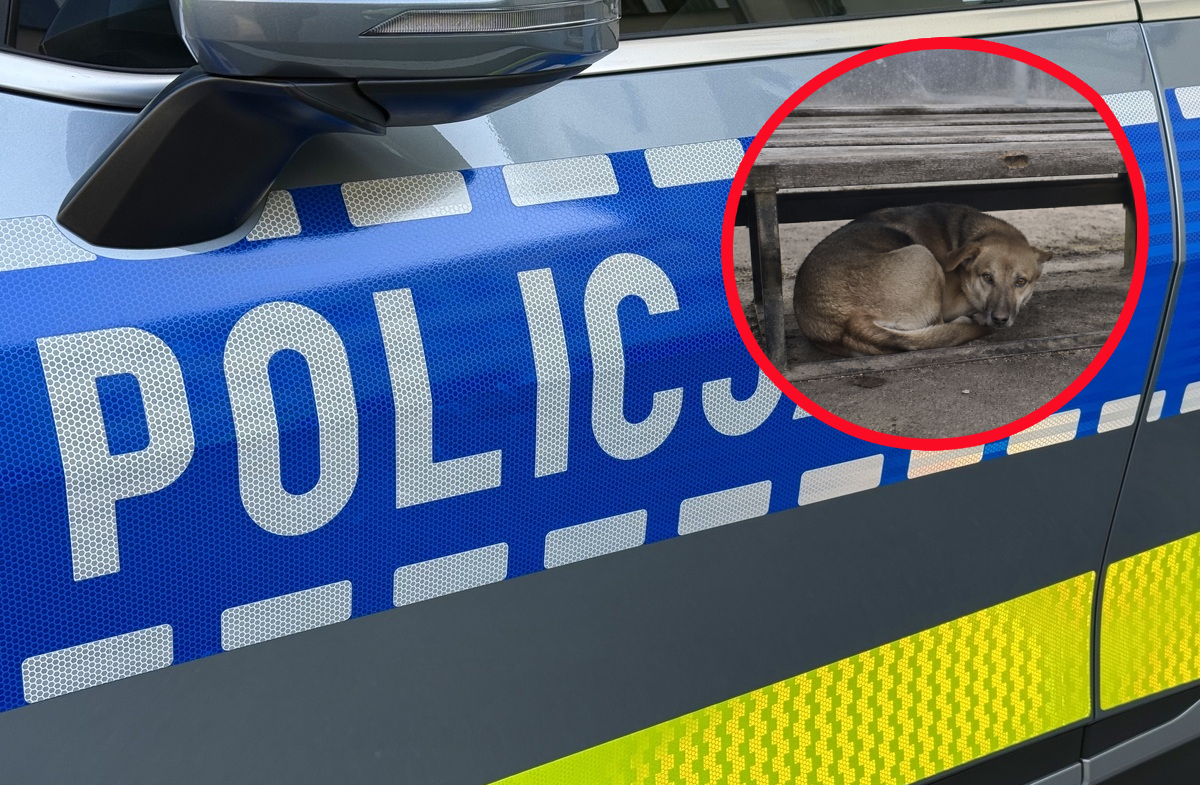 Porzucony pies w centrum Suchej Beskidzkiej. Sprawą zajęła się policja