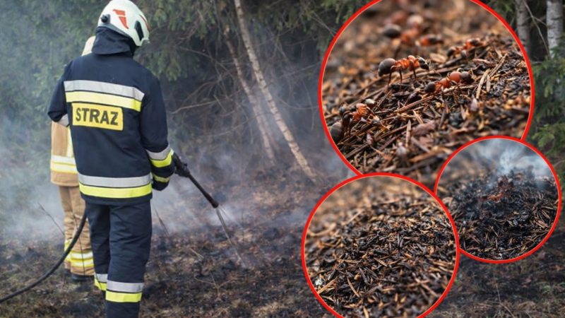 Pożar mrowiska w Bystrej Podhalańskiej