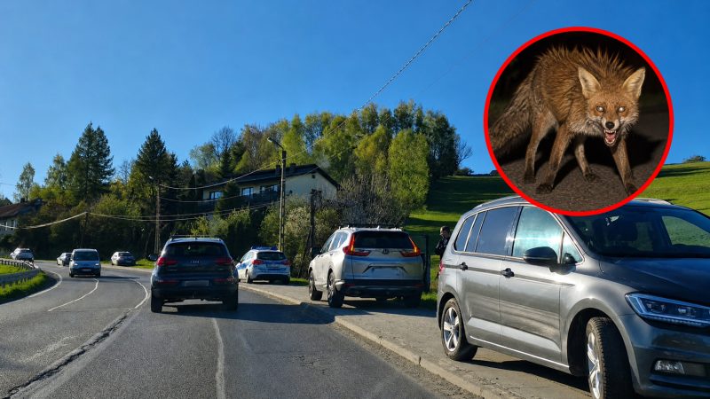 Jordanów: poranna kolizja dwóch samochodów z udziałem dzikiej zwierzyny